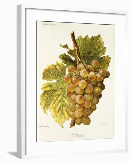 Gradiska Grape-A. Kreyder-Framed Giclee Print