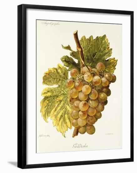 Gradiska Grape-A. Kreyder-Framed Giclee Print