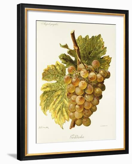 Gradiska Grape-A. Kreyder-Framed Giclee Print