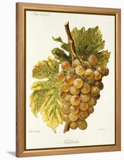 Gradiska Grape-A. Kreyder-Framed Premier Image Canvas