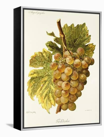 Gradiska Grape-A. Kreyder-Framed Premier Image Canvas