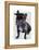 Graduation French Bulldog-Fab Funky-Framed Stretched Canvas