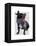 Graduation French Bulldog-Fab Funky-Framed Stretched Canvas