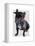 Graduation French Bulldog-Fab Funky-Framed Stretched Canvas