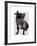 Graduation French Bulldog-Fab Funky-Framed Art Print