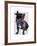 Graduation French Bulldog-Fab Funky-Framed Art Print