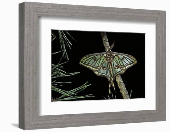 Graellsia Isabellae (Spanish Moon Moth) - Male-Paul Starosta-Framed Photographic Print