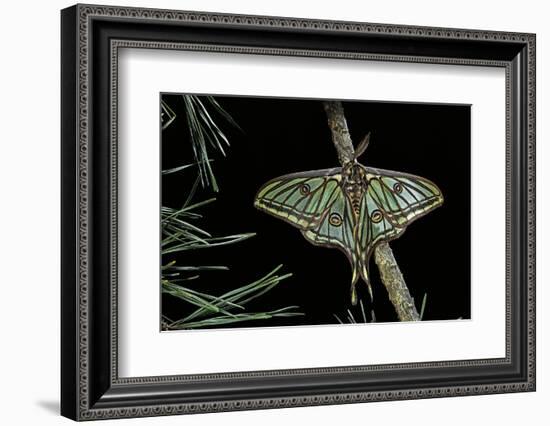 Graellsia Isabellae (Spanish Moon Moth) - Male-Paul Starosta-Framed Photographic Print