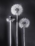 Dandelions-Graeme Harris-Photographic Print