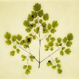 Seashell and Leaf-Graeme Harris-Photographic Print