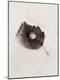 Premium Photographic Print