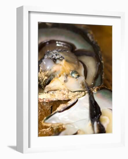 Grafting Seed Pearl and Pulling Pearl from Oyster, Fakarava, French Polynesia-Michele Westmorland-Framed Photographic Print