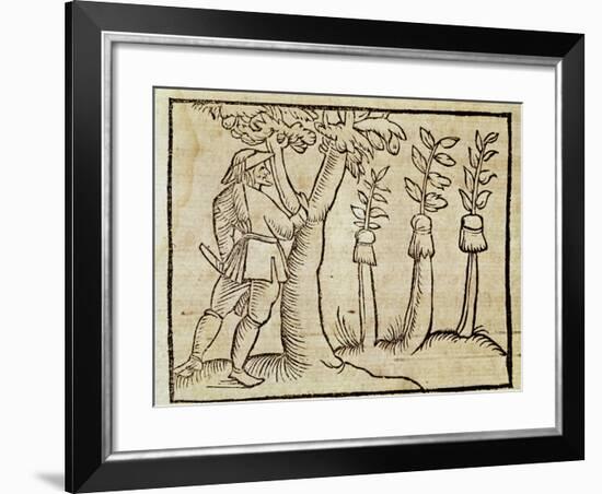 Grafting the Trees from De Agricoltura Vulgare-null-Framed Giclee Print