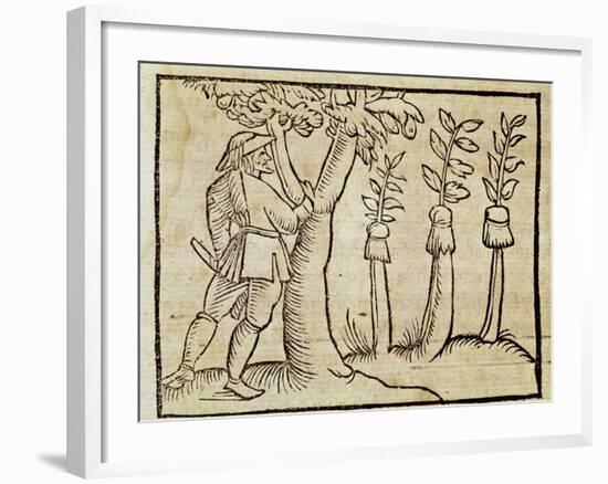 Grafting the Trees from De Agricoltura Vulgare-null-Framed Giclee Print