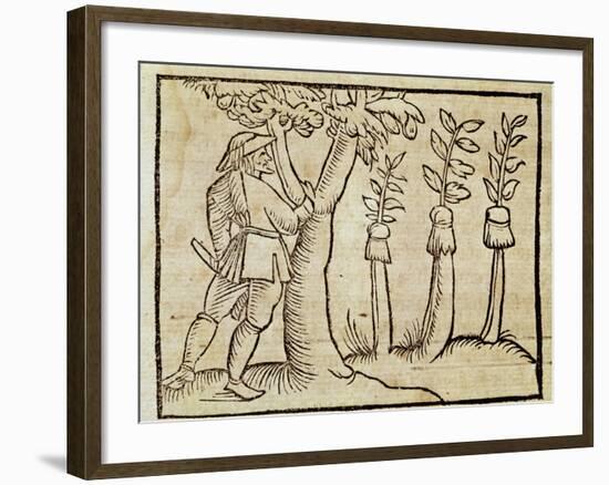 Grafting the Trees from De Agricoltura Vulgare-null-Framed Giclee Print