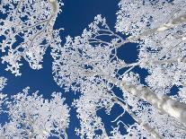 Aspen Trees with Snow-Grafton Smith-Laminated Photographic Print