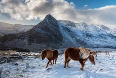 Highland Cow Next To Road Above Malham, Yorkshire, Winter-Graham Eaton-Premier Image Canvas