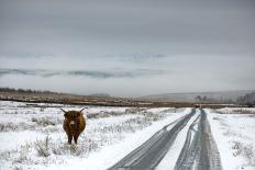 Highland Cow Next To Road Above Malham, Yorkshire, Winter-Graham Eaton-Photographic Print