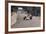 Graham Hill's Lotus Leading John Surtees' Honda, Monaco Grand Prix, 1968-null-Framed Photographic Print