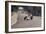 Graham Hill's Lotus Leading John Surtees' Honda, Monaco Grand Prix, 1968-null-Framed Photographic Print