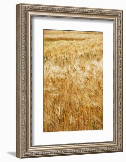 Grain, barley, grain field, summer-Nora Frei-Framed Photographic Print