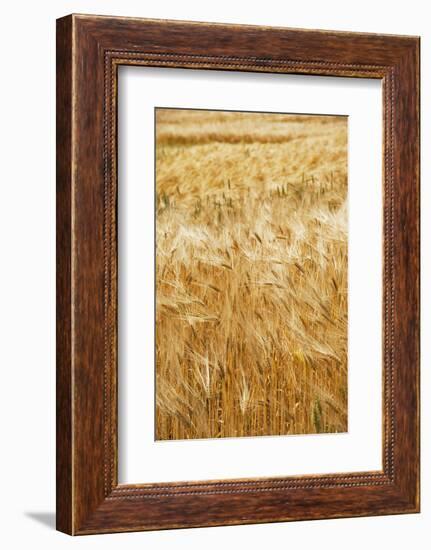 Grain, barley, grain field, summer-Nora Frei-Framed Photographic Print