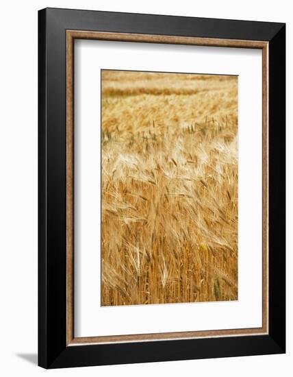 Grain, barley, grain field, summer-Nora Frei-Framed Photographic Print