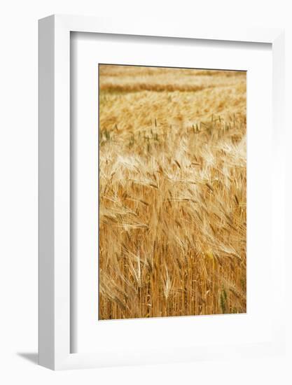 Grain, barley, grain field, summer-Nora Frei-Framed Photographic Print