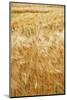 Grain, barley, grain field, summer-Nora Frei-Mounted Photographic Print