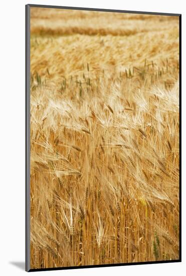 Grain, barley, grain field, summer-Nora Frei-Mounted Photographic Print