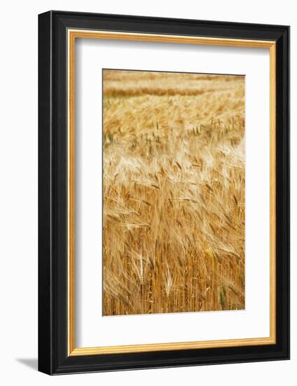 Grain, barley, grain field, summer-Nora Frei-Framed Photographic Print