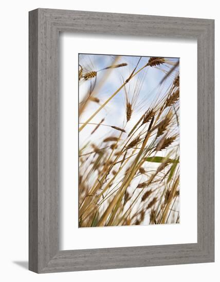 Grain, Barley, Low Angle View, Summer-Nora Frei-Framed Photographic Print