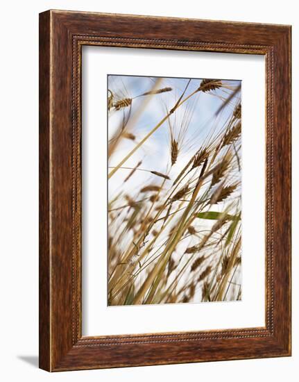 Grain, Barley, Low Angle View, Summer-Nora Frei-Framed Photographic Print