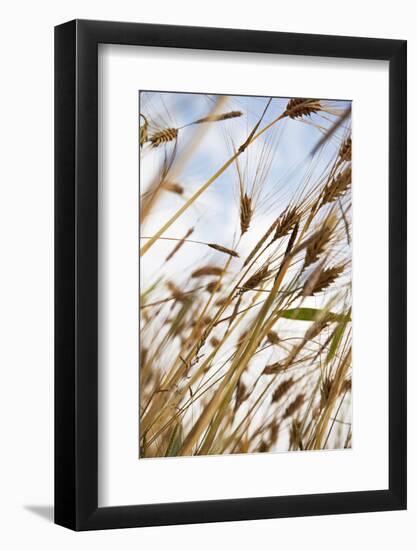 Grain, Barley, Low Angle View, Summer-Nora Frei-Framed Photographic Print