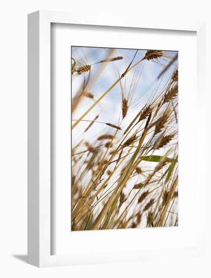 Grain, Barley, Low Angle View, Summer-Nora Frei-Framed Photographic Print