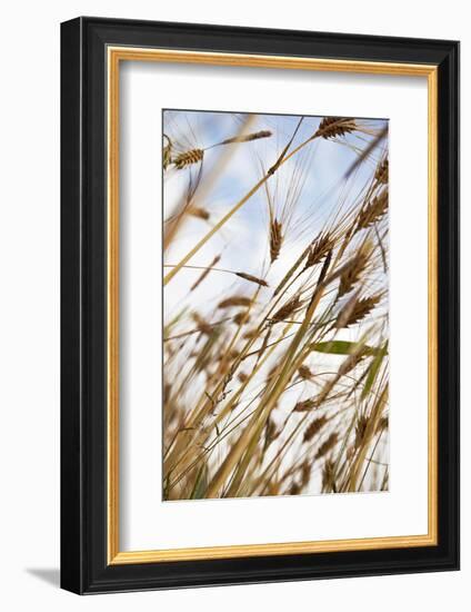 Grain, Barley, Low Angle View, Summer-Nora Frei-Framed Photographic Print