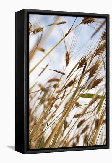 Grain, Barley, Low Angle View, Summer-Nora Frei-Framed Premier Image Canvas