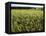 Grain Field, Agricultural Landscape, Near Retz, Lower Austria, Austria, Europe-Ken Gillham-Framed Premier Image Canvas