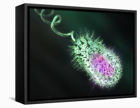 Gram-negative Bacterium, Artwork-Equinox Graphics-Framed Premier Image Canvas