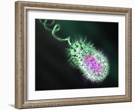 Gram-negative Bacterium, Artwork-Equinox Graphics-Framed Photographic Print