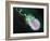 Gram-negative Bacterium, Artwork-Equinox Graphics-Framed Photographic Print