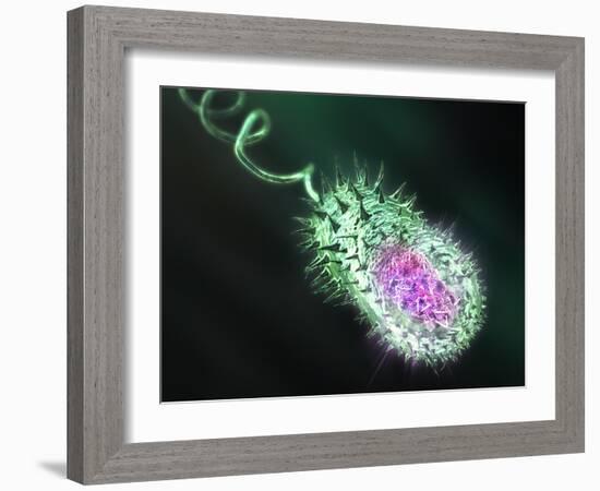 Gram-negative Bacterium, Artwork-Equinox Graphics-Framed Photographic Print