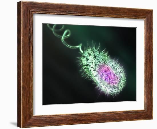 Gram-negative Bacterium, Artwork-Equinox Graphics-Framed Photographic Print