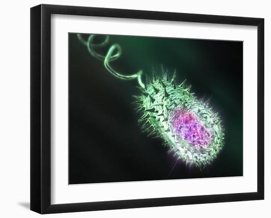 Gram-negative Bacterium, Artwork-Equinox Graphics-Framed Photographic Print