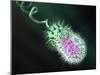 Gram-negative Bacterium, Artwork-Equinox Graphics-Mounted Photographic Print