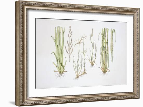 Graminaceae, Weed-null-Framed Giclee Print