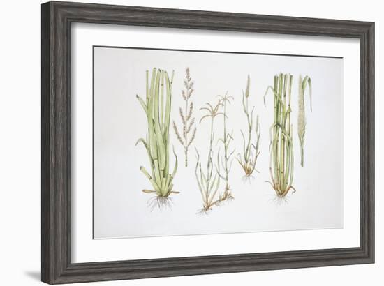 Graminaceae, Weed-null-Framed Giclee Print