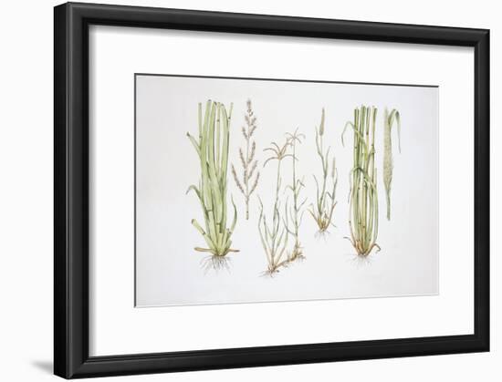 Graminaceae, Weed-null-Framed Giclee Print