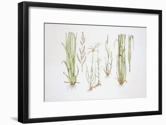 Graminaceae, Weed-null-Framed Giclee Print