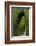 Granada, Spain, Alhambra, Famous Hedges of Gardens of the Generalife-Bill Bachmann-Framed Photographic Print